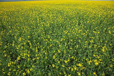 Capcom Showcase将公布《怪物猎人崛起：曙光》的最新信息