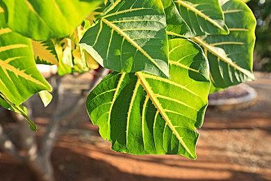 《索尼克赛车：交叉世界》承诺将榨干Switch2性能